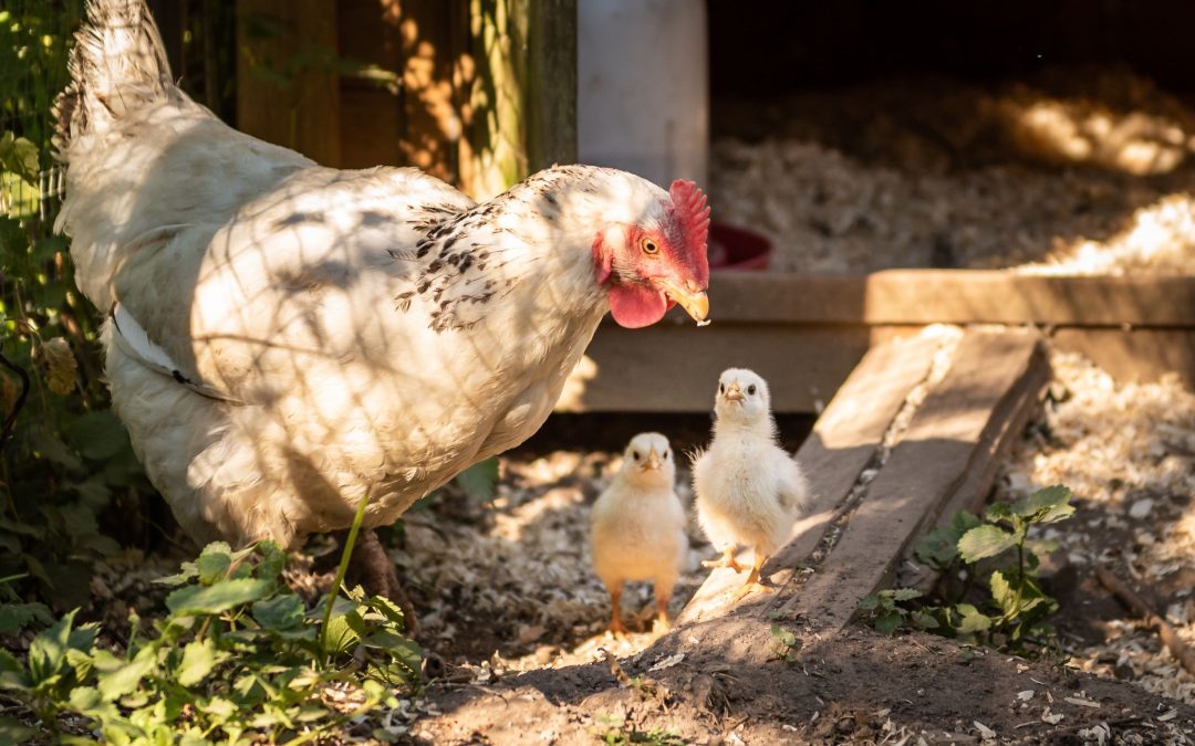A story about a hen…